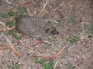 Igel in einem Garten in Tholos