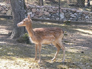 Dama-Dama das Wahrzeichen von Rhodos