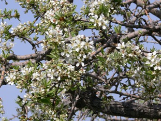 Rhodos - Flora