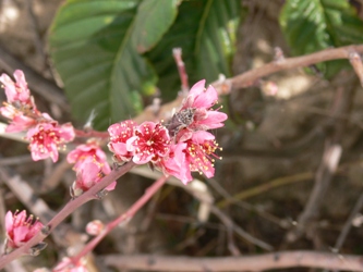 Rhodos - Flora