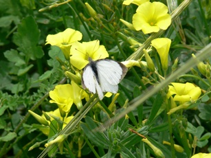 Rhodos - Flora