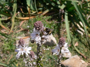 Rhodos - Flora