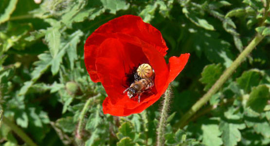 Rhodos - Fauna