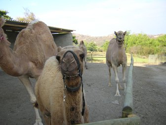 Kamele auf der Straußenfarm