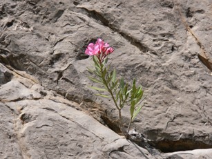 Rhodos - Flora