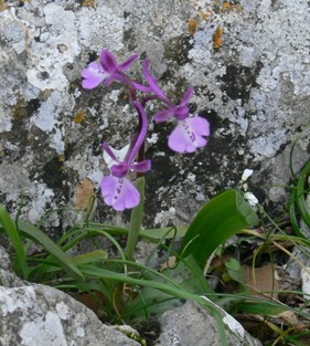 Rhodos - Flora