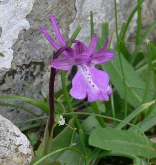 Rhodos - Flora