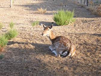 Rehe auf der Straußenfarm