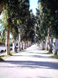 Eukalyptus Allee in Kolymbia