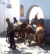 Esel in Lindos - auch Lindostaxi genannt