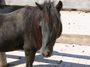 Pony Rhodos