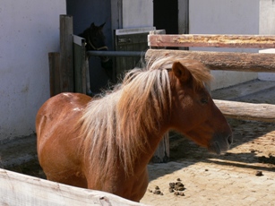 Rhodos Pony