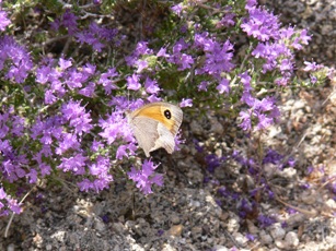 Thymian auf Rhodos