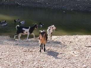 Ziegen Stausee